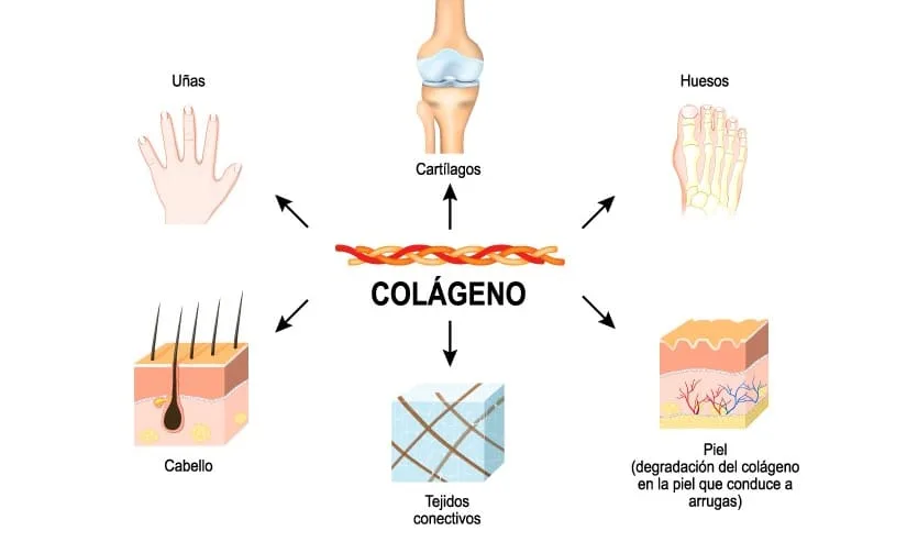 Diagrama educativo mostrando o papel do colágeno no corpo humano, com setas apontando para unhas, cabelo, cartilagens, ossos, tecidos conectivos e pele.
